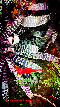 florida-march-2016-iphone-selby-gardens-007