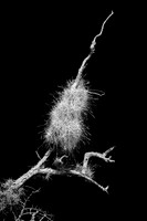 florida-2010-infrared-nature_16