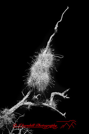 florida-2010-infrared-nature_16