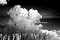shiawasse_infrared_june-2008_07