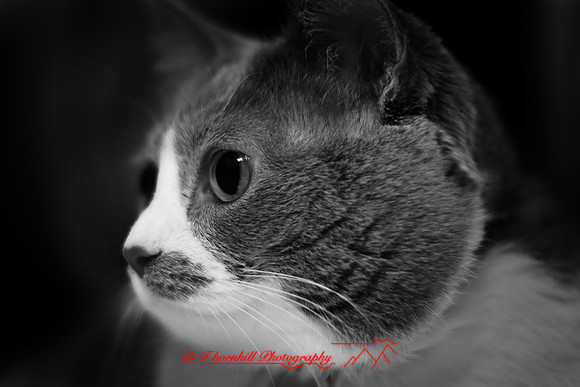 infrared-2009-pets_04.jpg
