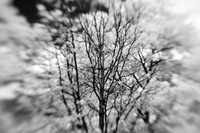 infrared-2009-nature_11.jpg