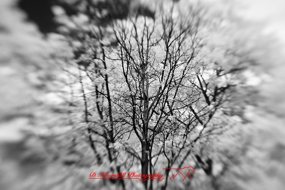 infrared-2009-nature_11.jpg