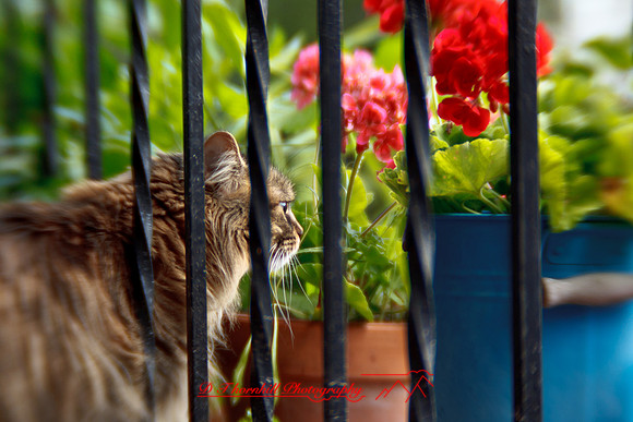 l-m_cats-2011-06