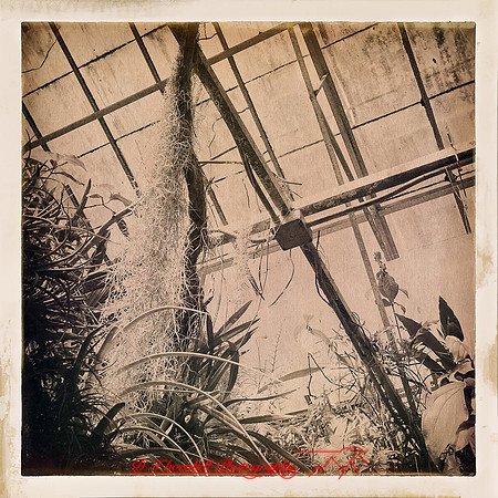 florida-2014-iphone-flowers-015