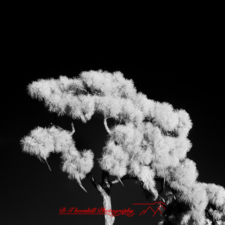 florida-nov-2014-infrared-012