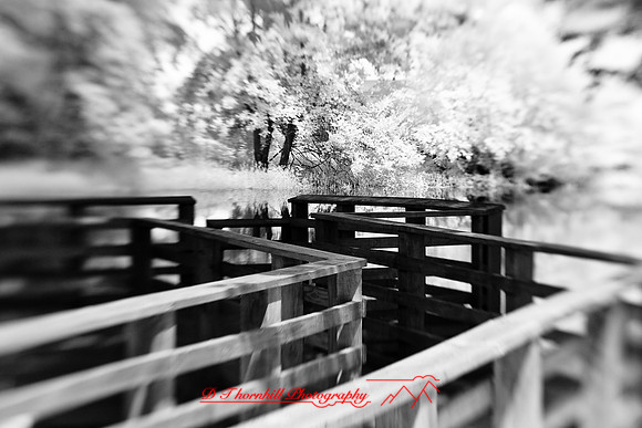 infrared-2009-random_24.jpg