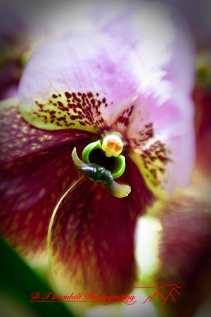 florida-2009-flowers_06.jpg