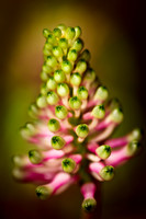 florida-flowers-2011-14-nik