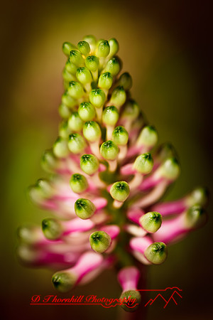 florida-flowers-2011-14-nik