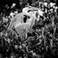 florida-march-2016-018