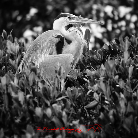 florida-march-2016-018