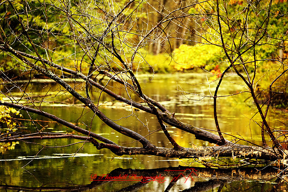 shiawassee-oct-2010_01