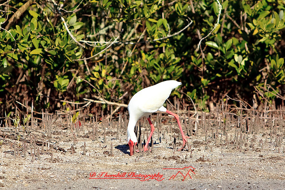 florida-2010-wildlife_17