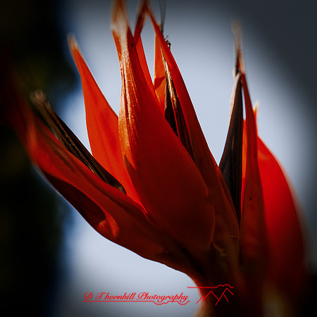 florida-nov-2014-flowers-020-nas