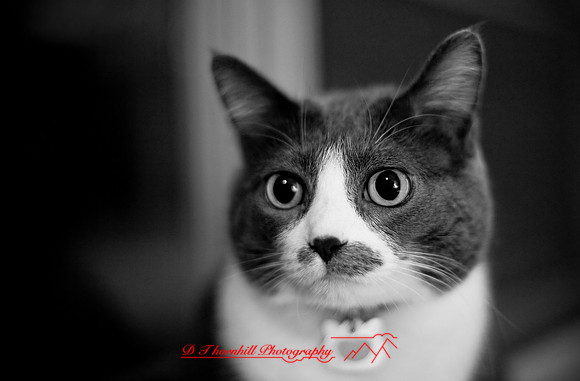 bastet_055