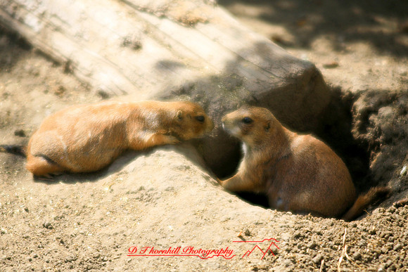 saginaw-zoo_08