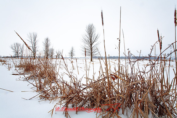 shiawassee-feb-2009_10.jpg