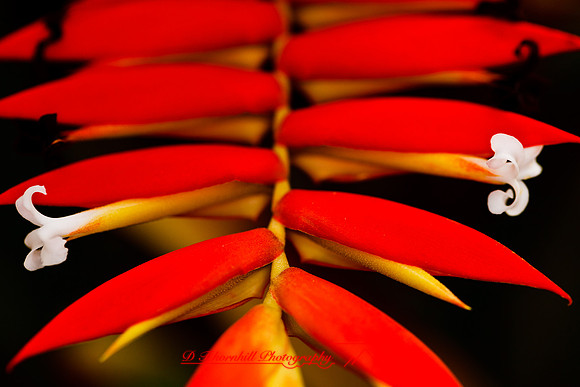 florida-flowers-2011-42-nik