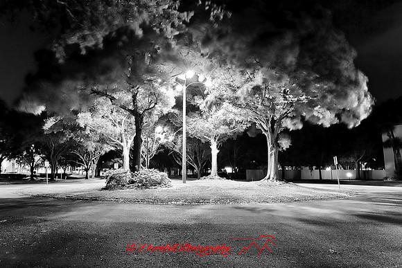 florida-images-2011-32-nas