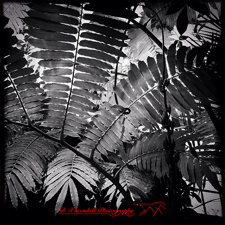 florida-2014-iphone-flowers-022