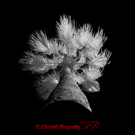 florida-nov-2014-infrared-016