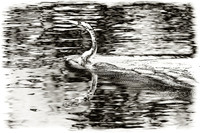 florida-2008-wildlife-infrared_16-nik.jpg