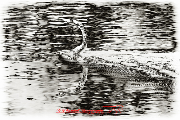 florida-2008-wildlife-infrared_16-nik.jpg