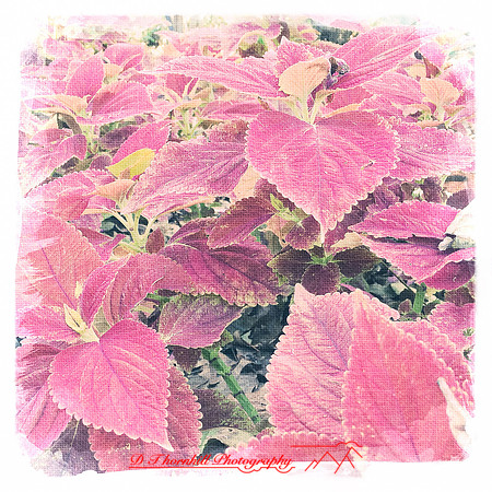 florida-2014-iphone-flowers-035
