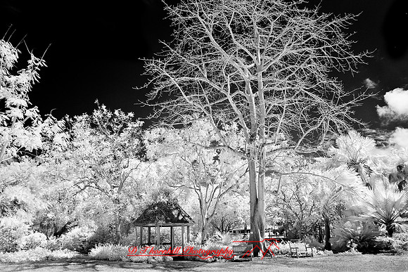 florida-2008-images-infrared_15-nik.jpg