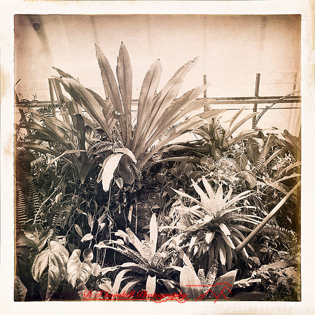 florida-2014-iphone-flowers-009