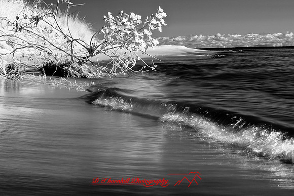 tawas-state-park-infrared-2008_032.jpg
