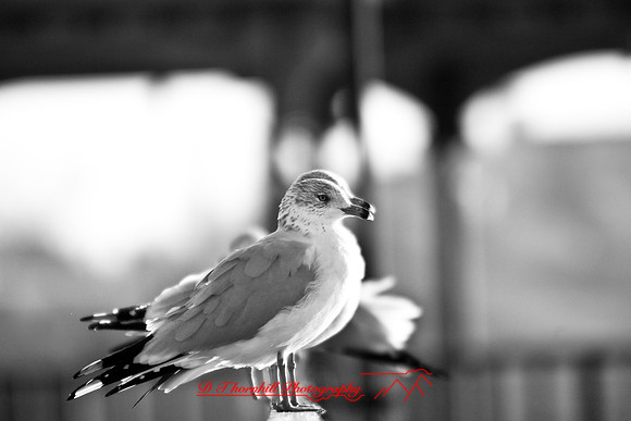 bay_city_images_2007-26