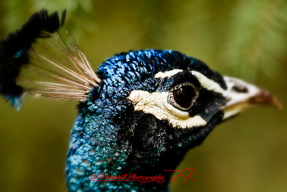 saginaw-zoo-2011-06-nas