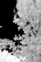 infrared-2009-nature_07.jpg