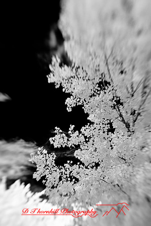 infrared-2009-nature_07.jpg
