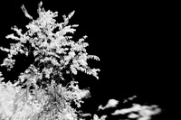 infrared-2009-nature_14.jpg