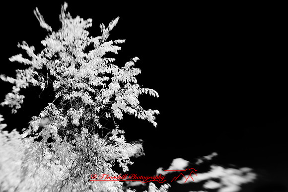 infrared-2009-nature_14.jpg
