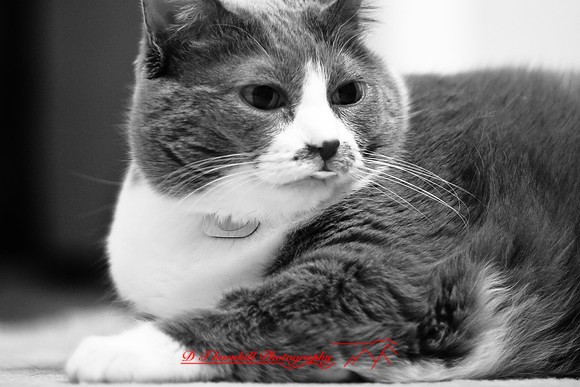 infrared-2009-pets_08.jpg