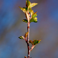 shaiawasses-april-2013-07