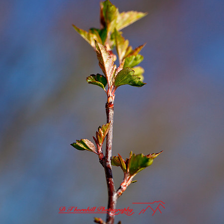 shaiawasses-april-2013-07