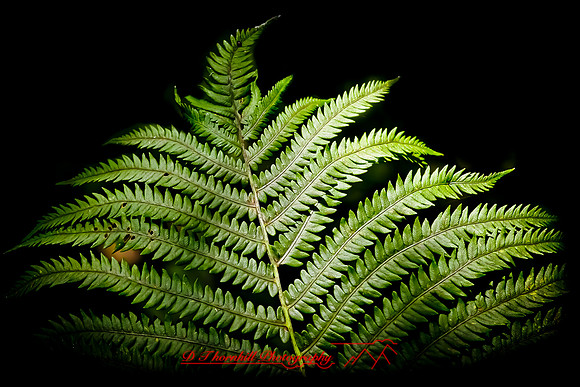 dow-gardens-2010_21