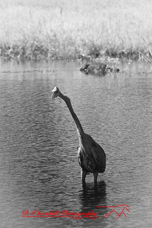 florida-2008-wildlife-infrared_29.jpg