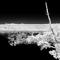 florida-2014-infrared-018