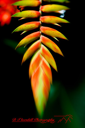 florida-2009-flowers_14.jpg