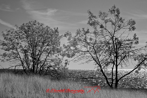 tawas-state-park-infrared-2008_001