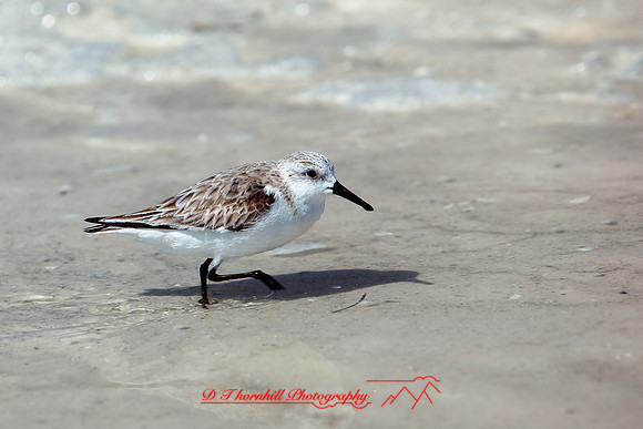 florida-2010-wildlife_08