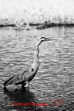 florida-2008-wildlife-infrared_31.jpg