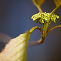 shaiawasses-april-2013-14