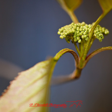 shaiawasses-april-2013-14